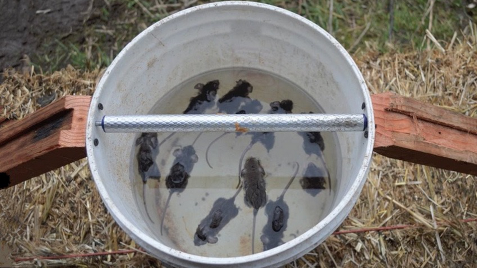 大叔发明捕鼠神器，只用一个水桶，一夜捕11只老鼠!