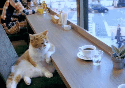 搞笑gif:等一只猫,爱我的猫什么时候来,爱情鸟都被我追走了