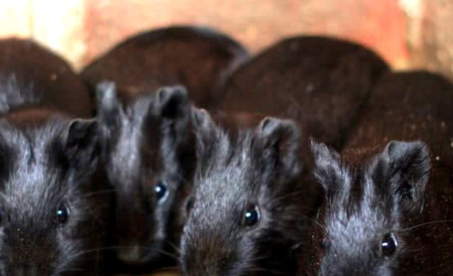 大学生毕业回家创业,不养家禽养起了它,一年收入达到几十万!