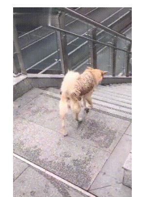 狗狗爱上坐电梯，自己坐了一趟又一趟：我能在这玩一天