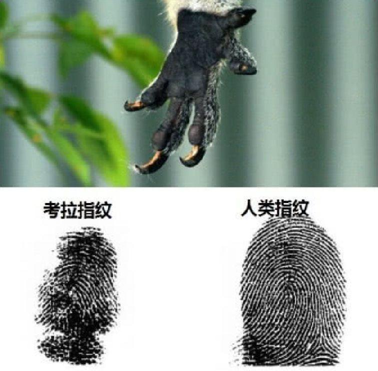 这种动物的指纹和人类非常像, 连专家也分不清, 还是一国之宝
