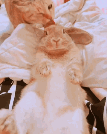 猫咪给兔子的头舔毛,兔子动都不敢动,这表情亮了