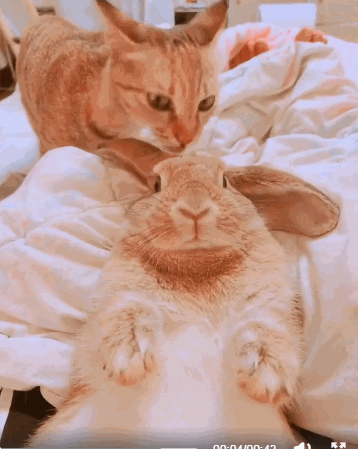 猫咪给兔子的头舔毛,兔子动都不敢动,这表情亮了