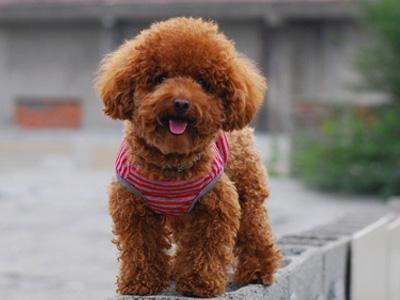 泰迪犬怎么训练?除了训练上厕所,再送六项技能