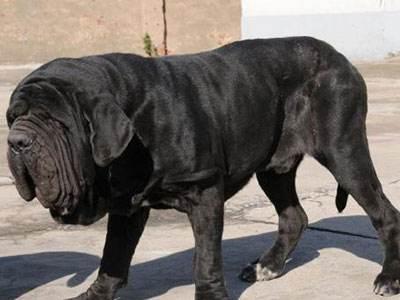 什么狗战斗力最强？世界犬类战斗力排名前十！谁最厉害呢？