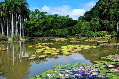 云南植物王國中的綠色明珠，西雙版納熱帶植物園