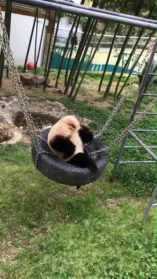 熊猫爬轮胎秋千玩耍,一不小心却出了丑,游客站一旁哈哈大笑
