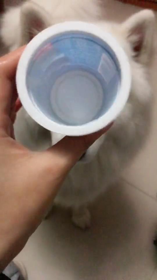 真的干货,教你怎么给狗狗喂药,狗狗肯定会老老