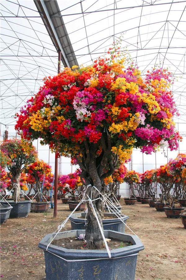 教你嫁接多色三角梅,自己也能嫁接出多色的三角梅,很简单哦
