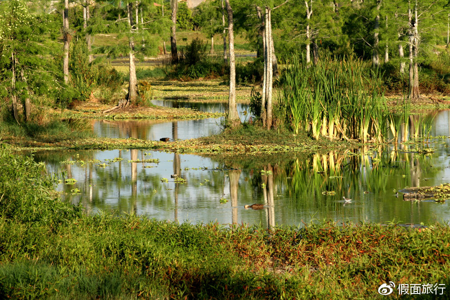 一旦錯(cuò)過(guò)就沒(méi)機(jī)會(huì)看到的美景——大沼澤地國(guó)家公園攻略