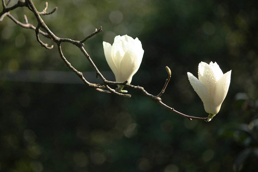 玉兰花诗词精选一十七首微风吹送玉兰香,兴味由来静处长 玉兰花诗词精选一十七首 微风吹送玉兰香,兴味由来静处长