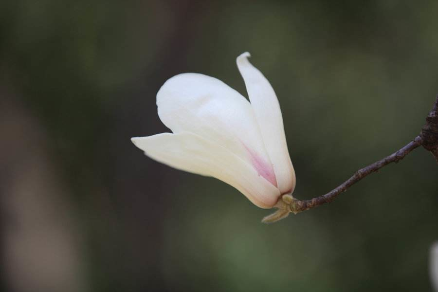 玉兰花诗词精选一十七首微风吹送玉兰香,兴味由来静处长 玉兰花诗词精选一十七首 微风吹送玉兰香,兴味由来静处长