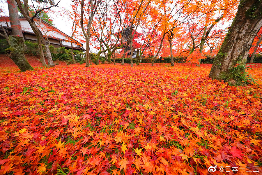 京都真如堂 紅葉 via ins