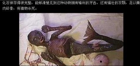 美人鱼是否真的存在于世,确实有捕捉的真实记录曝光!