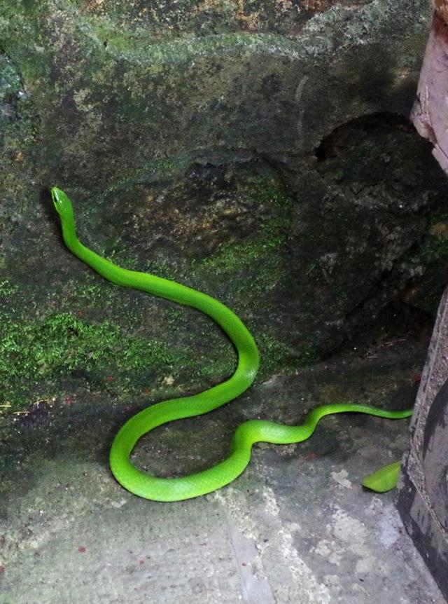 翠青蛇,一种无毒温顺的中等体型卵生绿蛇长和有毒的竹叶青混淆!