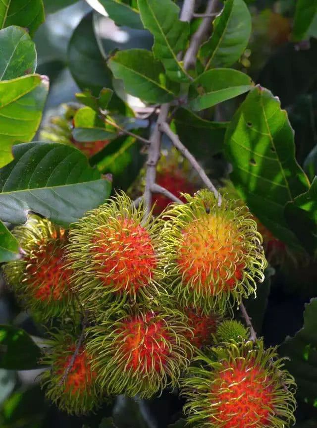 6种长刺水果,难吃的有3种,还有一串一串迷你板