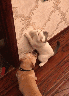 搞笑gif:这下怕是要废了,啥不好玩非要玩这个!