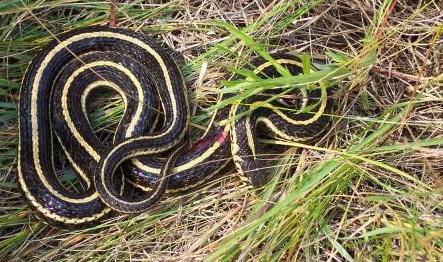 揭秘中国八三年蛇灾,真相让你意外