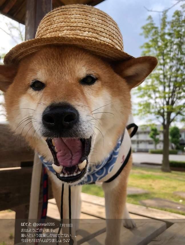 最强颜艺柴犬,不知道是汪星人太会做表情还是主人太会
