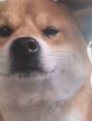 壁纸 动物 狗 狗狗 306_403 竖版 竖屏 手机 gif 动态图 动图