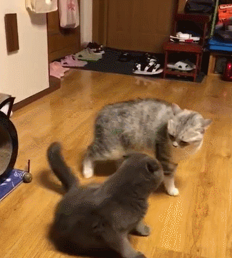 猫咪也是摔跤高手,美短:小样,哥有纹身,英短:哎呀,有两下子