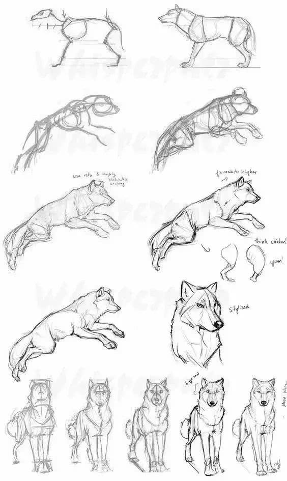 绘画素材-狼的一些画法