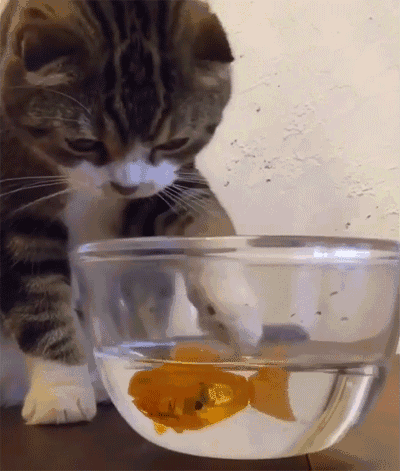 我养的猫不爱吃鱼,我会不会是养了一只假猫?