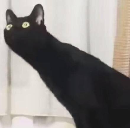 几组沙雕猫咪情侣头像,拿枪的那组太酷了,你pick哪组