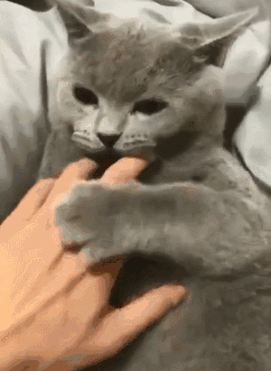 壁纸 动物 猫 猫咪 小猫 桌面 300_411 竖版 竖屏 手机 gif 动态图 动