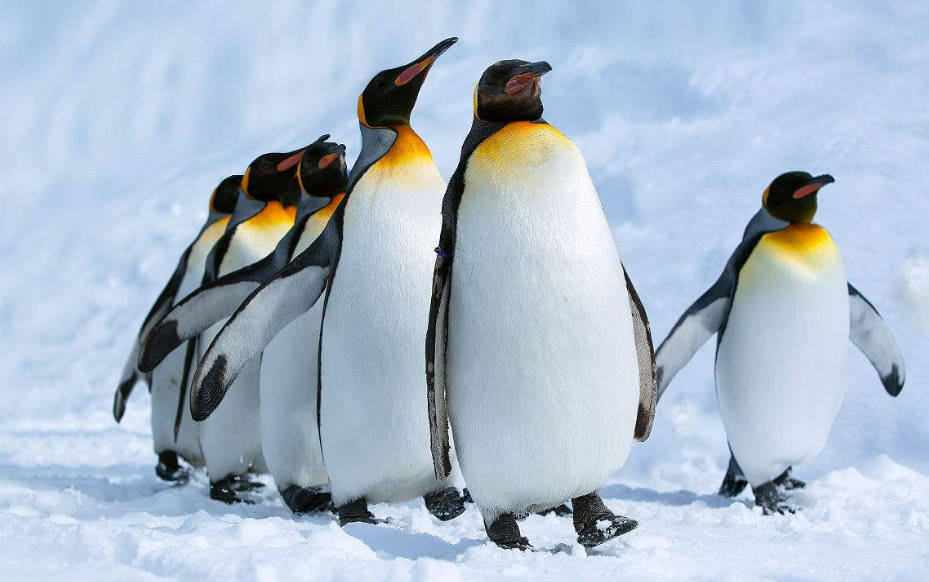 怕冷又怕热,动物园企鹅排队烤电暖器,网友:成都比南极