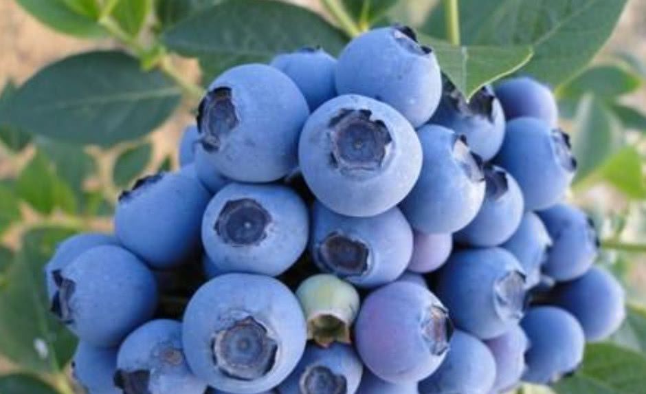 全球最贵的4种蓝色水果,吃过一种的了不起,都吃过的绝对算土豪