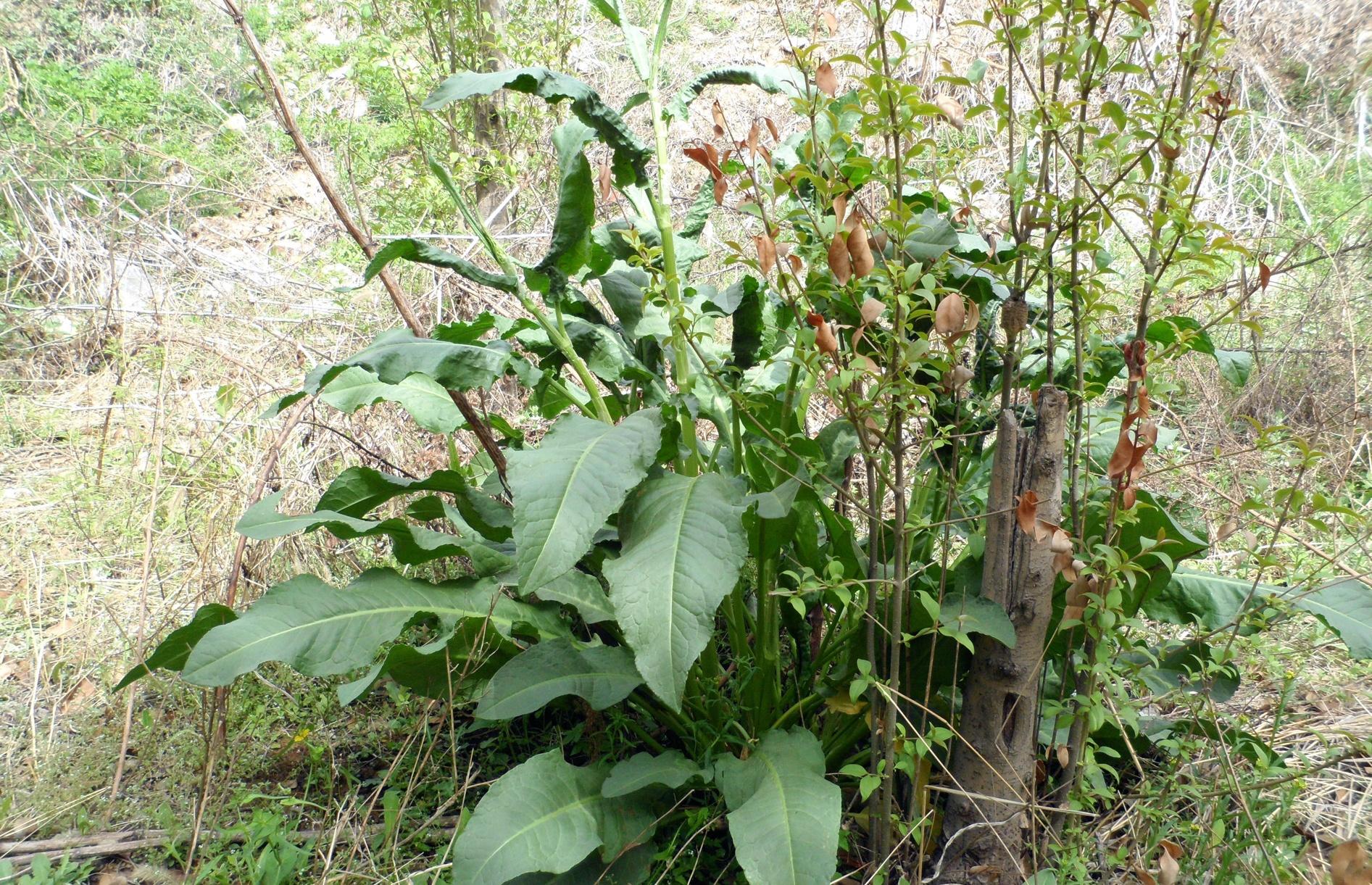 农村一草叫"野菠菜",农民当杂草除掉,但根含"黄金"价值珍贵