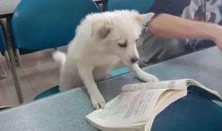 铲屎官忧心狗狗误伤人，做好五点针对措施，宠物狗待人友善大方！