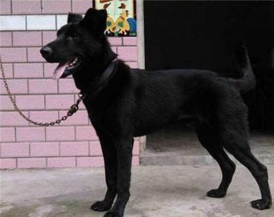 纯黑狼狗是什么品种?纯种黑狼犬的生活习性介绍
