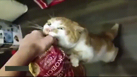 宠物gif图:当把二哈的表情p到狼身上