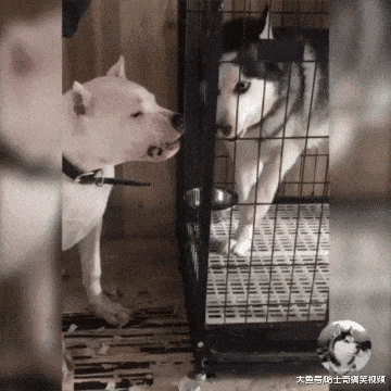 哈士奇跟烈性犬吵架, 没想到被吓懵的二哈表情这么魔性