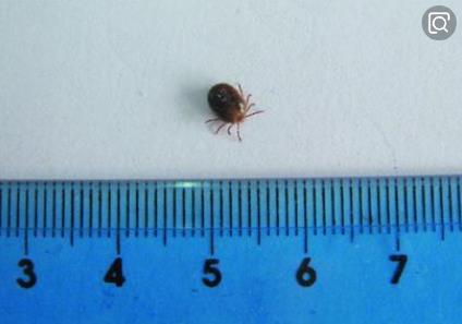 惊蛰,蛰虫惊而出走;这些会伤害宝宝的虫虫也开始蠢蠢欲动啦 惊蛰,蛰虫惊而出走;这些会伤害宝宝的虫虫也开始蠢蠢欲动啦