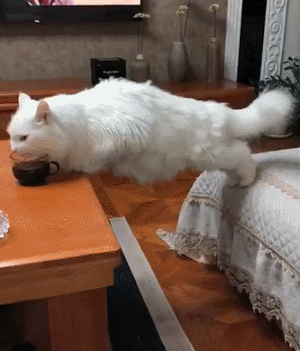 猫咪展示高难度喝水姿势,还是偷喝!猫咪:光明正大的喝