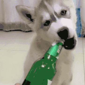 想喝啤酒,却没开瓶器,二哈:有我在分分钟搞定