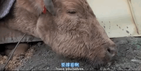 壁纸 动物 狗 狗狗 480_243 gif 动态图 动图
