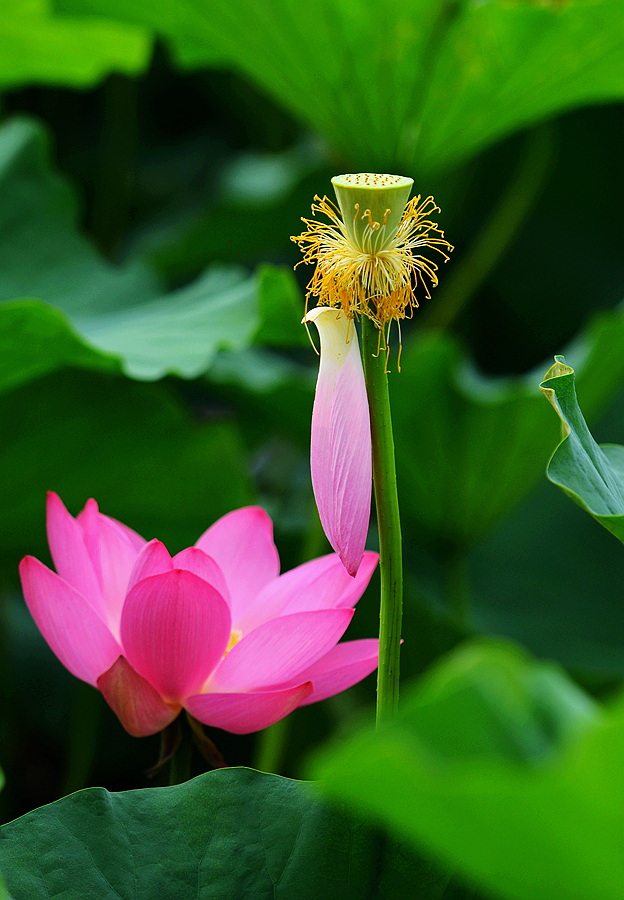 小荷已露尖尖角