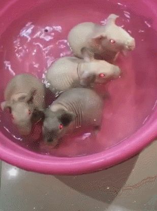 给宠物猪洗澡的表情包_给宠物猪洗澡的表情包分享展示