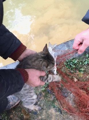 猫咪紧抓网要吃鱼，被主人拉开，结果收获另一波惊喜！
