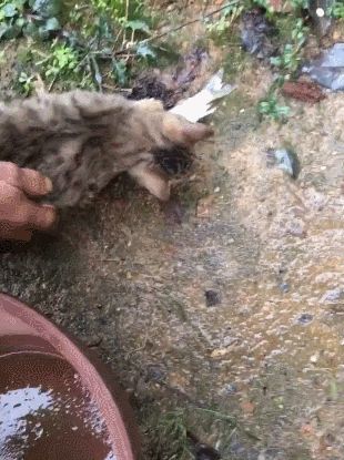 猫咪紧抓网要吃鱼，被主人拉开，结果收获另一波惊喜！