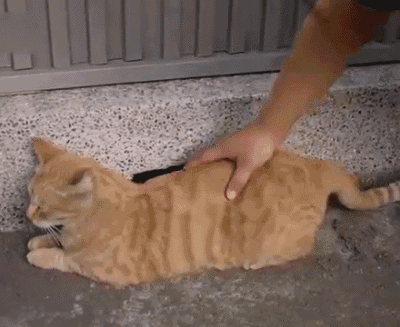 爱舔菊的喵星人,会吃到屎吗?