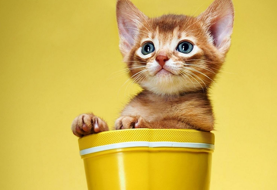 猫咪最讨厌的几种味道,如果闻到最后一种,会出