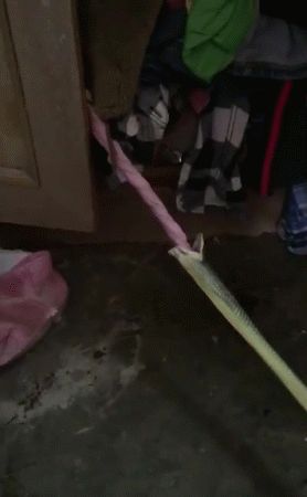 宠物蛇以为丝巾能吃，吞下感觉不对又尴尬吐出：给各位表演个魔术
