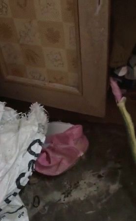 宠物蛇以为丝巾能吃，吞下感觉不对又尴尬吐出：给各位表演个魔术