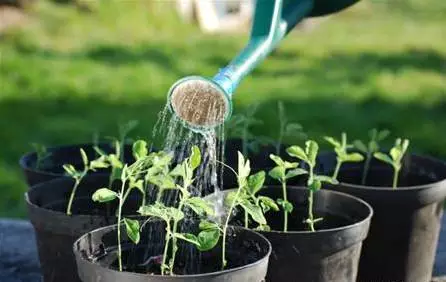 新手养花六大常识，选花、选盆、养护大揭秘！