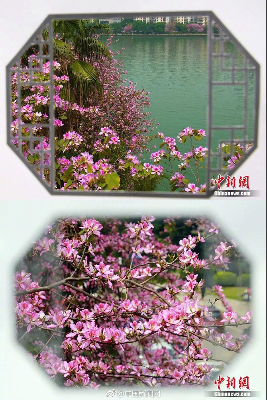 可以用冰冻梭子蟹煮粥吗